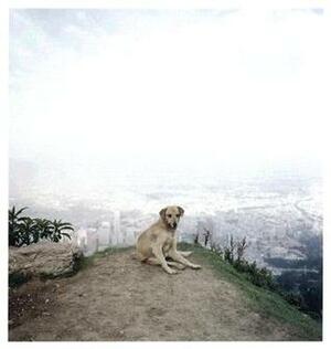 Dog Days Bogota by Alec Soth