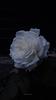 mia_qh6's profile picture