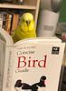 bookbirdthebooknerd's profile picture