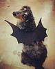 dragonlibrary84's profile picture