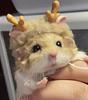 bunnyfaerie's profile picture