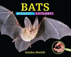 Bats: Biggest! Littlest! by Sandra Markle