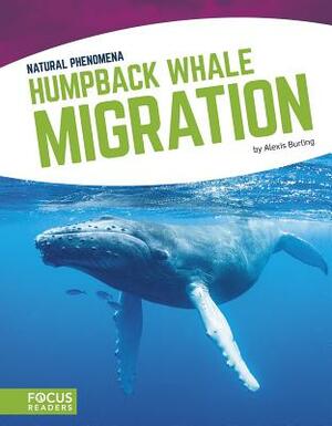 Humpback Whale Migration by Alexis Burling