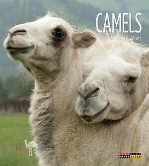 Camels by Melissa Gish