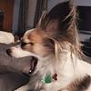 papillonjuls's profile picture
