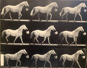 Motion and Document, Sequence and Time: Eadweard Muybridge and Contemporary American Photography by James L. Sheldon, Jock Reynolds