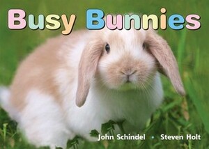Busy Bunnies by John Schindel