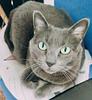 just_a_cat's profile picture