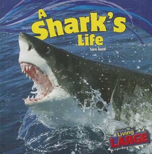 A Shark's Life by Sara Antill