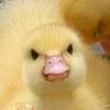 mrsreads1's profile picture