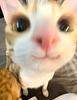 goosemixtapes's profile picture