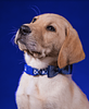 pajamadog's profile picture