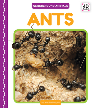 Ants by Martha London