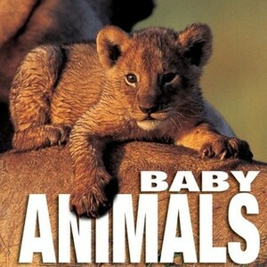 Baby Animals (Supercubebook) by Angela S. Ildos