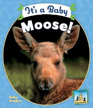 It's a Baby Moose! by Kelly Doudna