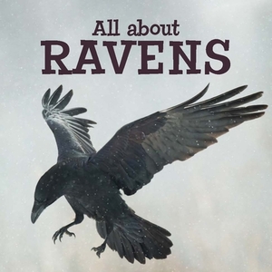 All about Ravens (English) by Inhabit Education Books Inc