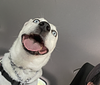 cnoda's profile picture