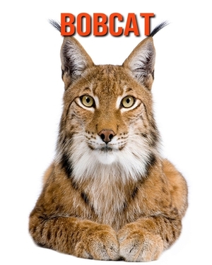 Bobcat: Learn About Bobcat and Enjoy Colorful Pictures by Diane Jackson