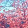 vaguelymaybe's profile picture