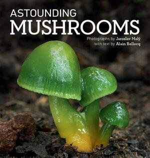 Astounding Mushrooms by Alain Bellocq