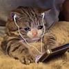 ibekeybored's profile picture