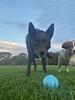 barnyard's profile picture