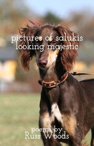 Pictures of Salukis Looking Majestic by Sara June Woods