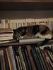 saoirsesbooks's profile picture