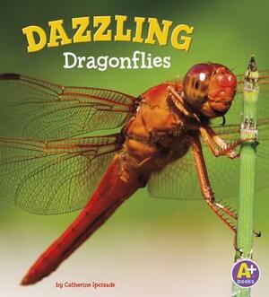 Dazzling Dragonflies by Catherine Ipcizade