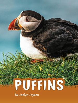 Puffins by Jaclyn Jaycox