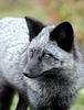 kit_fox's profile picture