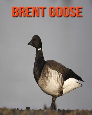 Brent Goose: Learn About Brent Goose and Enjoy Colorful Pictures by Diane Jackson