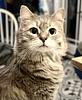 destrier's profile picture
