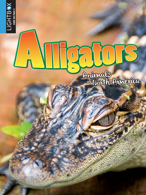 Alligators by Katie Gillespie