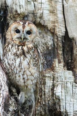 Owl: Birds from the Order Strigiformes, Which Includes about 200 Species of Mostly Solitary and Nocturnal Birds of Prey wit by Planners and Journals