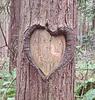 cascadian's profile picture