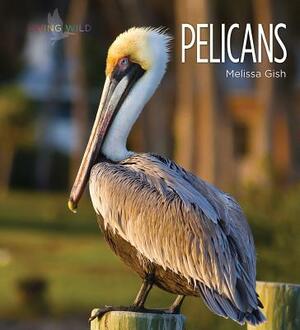 Pelicans by Melissa Gish