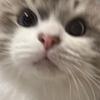 coolcatalycat's profile picture