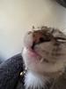 kyrsis's profile picture