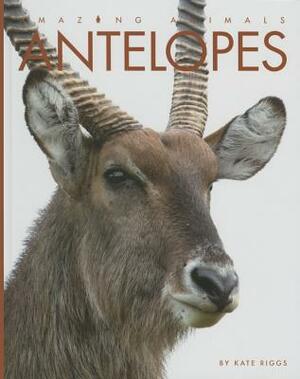 Antelopes by Kate Riggs