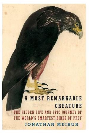 A Most Remarkable Creature: The Hidden Life and Epic Journey of the World's Smartest Birds of Prey papercover by Jonathan Meiburg, Jonathan Meiburg