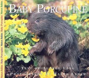 Baby Porcupine by Aubrey Lang, Wayne Lynch