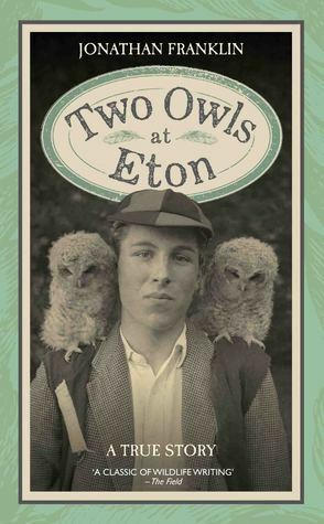 Two Owls At Eton by Jonathan Franklin