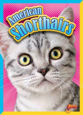 American Shorthairs by Nicki Clausen-Grace