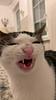 daechwita's profile picture