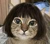 drasylve's profile picture