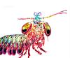 manic_mantis's profile picture