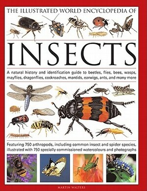 The Illustrated World Encyclopedia of Insects: A Natural History and Identification Guide to Beetles, Flies, Bees, Wasps, Springtails, Mayflies, Stone by Martin Walters