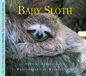 Baby Sloth by Aubrey Lang