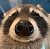 balloondaisy's profile picture